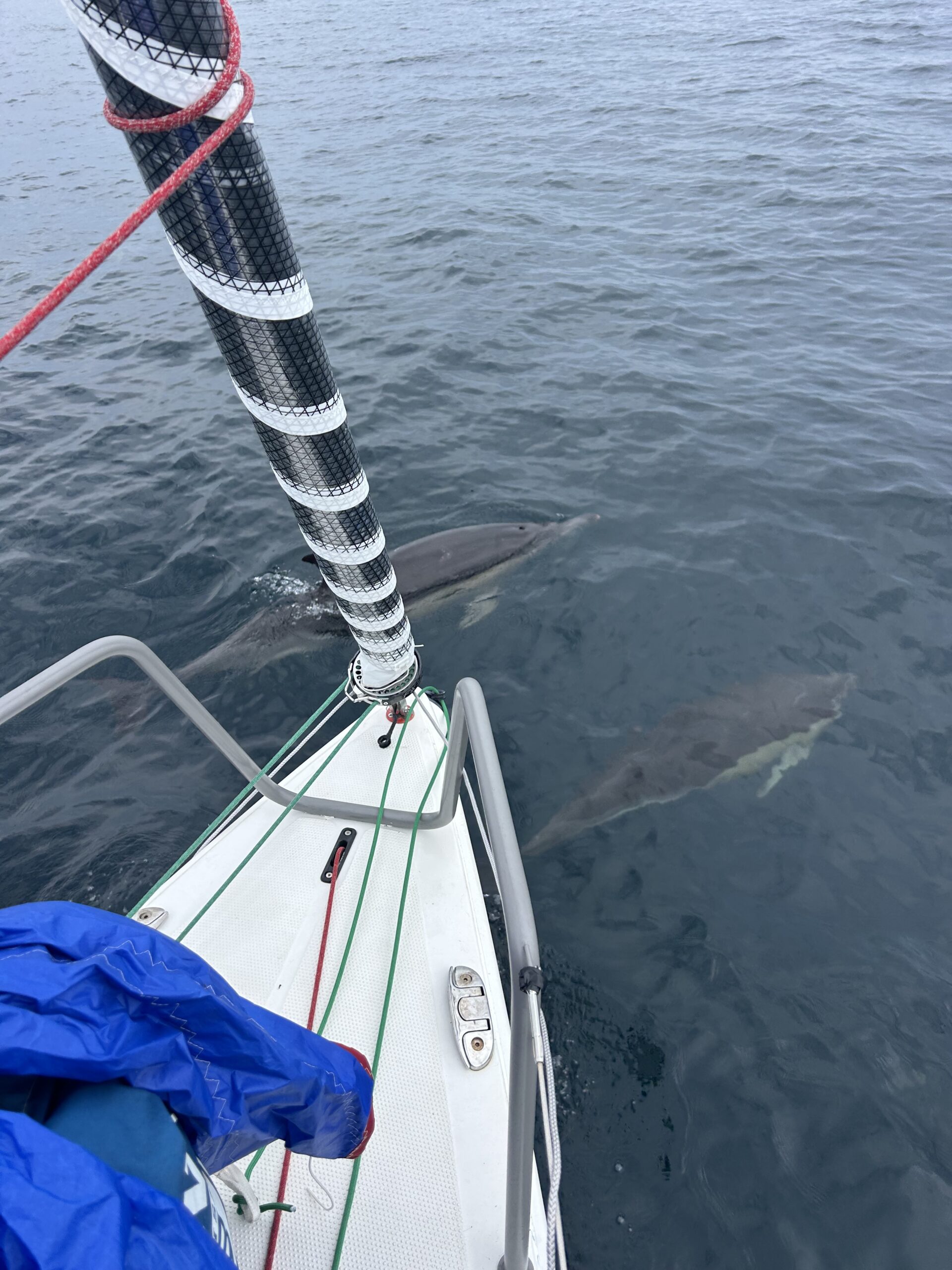 Instant magique au large des Glénans ! Lors de notre navigation en Bretagne Sud, un groupe de dauphins est venu jouer dans les vagues d'étrave, offrant un spectacle inoubliable au cœur de l'un des plus beaux archipels de l'Atlantique. Ces rencontres avec la faune marine rappellent toute la richesse de nos eaux bretonnes — et la chance de les découvrir depuis le pont d'un voilier. #LesGlénans #BretagneSud #Dauphins #Navigation #FauneMarine